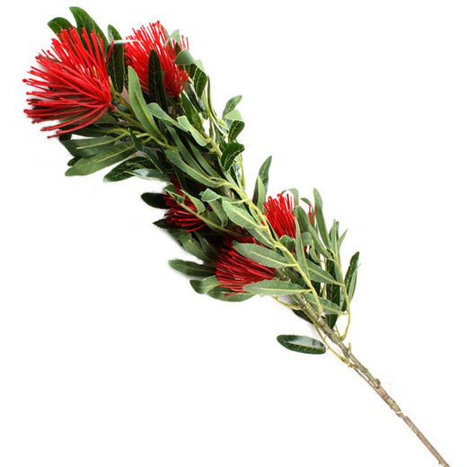 Pohutukawa
